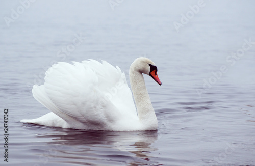 Beautiful white elegant swans bird on a foggy winter river.