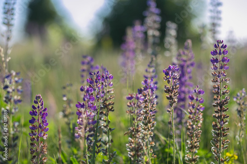  Purple flowers