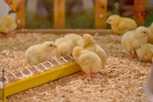 Small yellow chickens