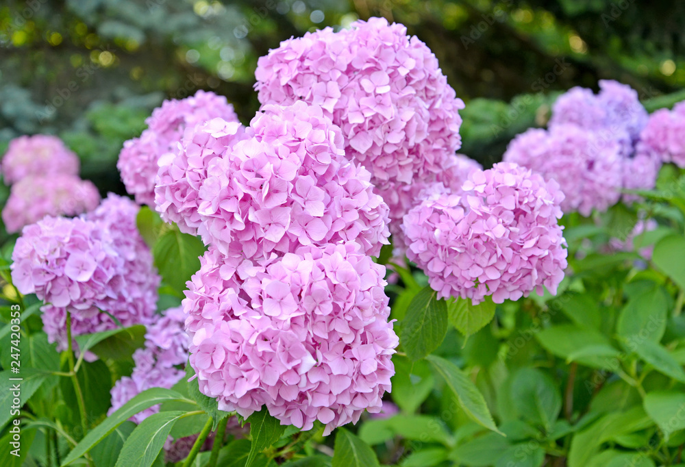 Pink flowers of a hydrangea (Hydrangea L.), close up Pink flowers of a hydrangea (Hydrangea L.), close up