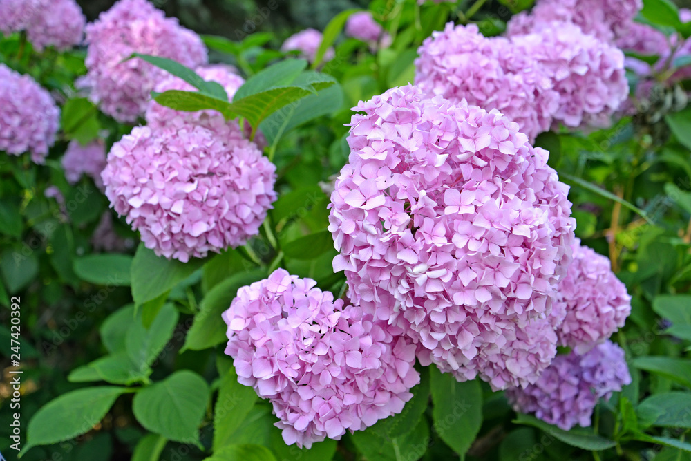 Blossoming of a pink hydrangea (Hydrangea L.), close up Blossoming of a pink hydrangea (Hydrangea L.), close up