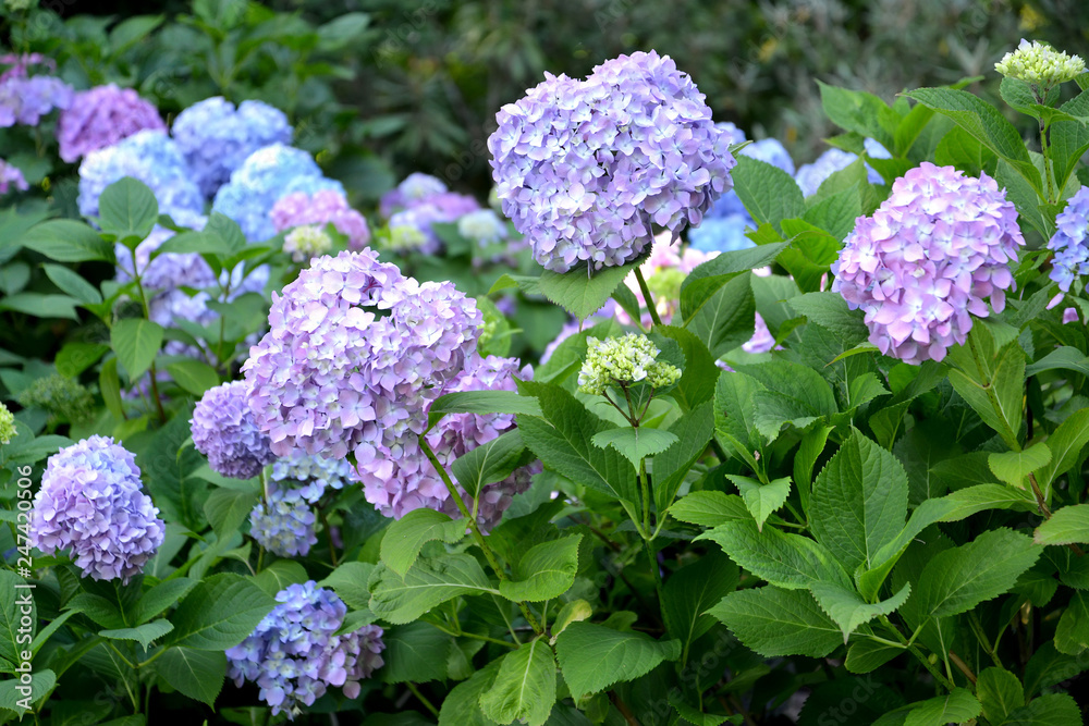 Lilac and blue flowers of a hydrangea (Hydrangea L.), close up Lilac and blue flowers of a hydrangea (Hydrangea L.), close up