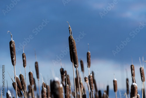 Typha. Dried cattails in natural environment. Reeds and frozen lake background.