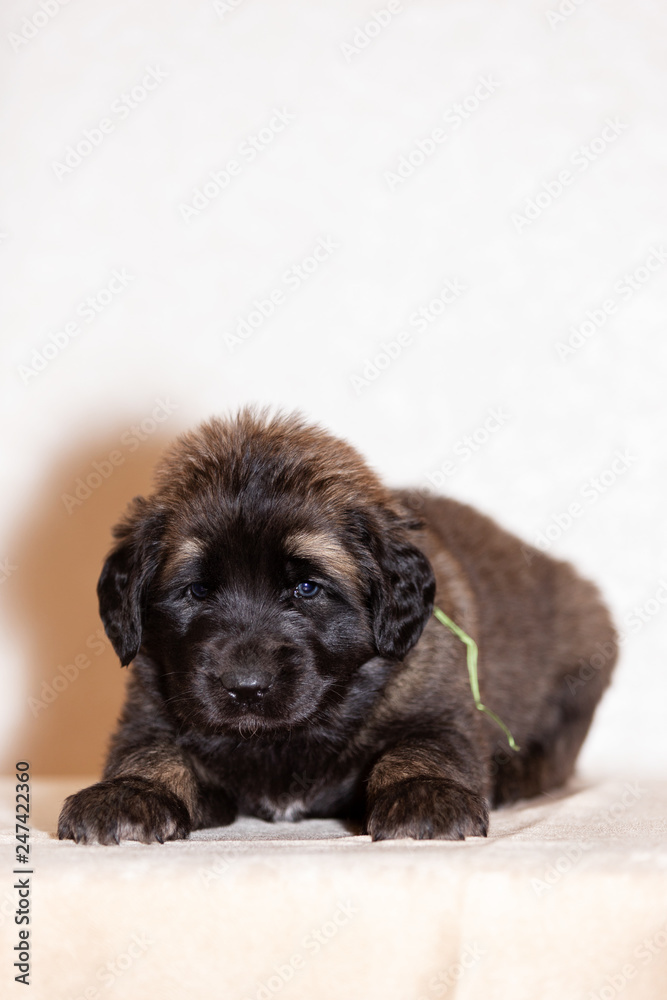 Little leonberger puppy sits at beige background