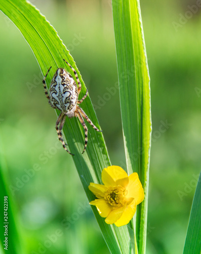 a blade of grass with a yellow wild flower and a spider crawling along it with a beautiful pattern on the back