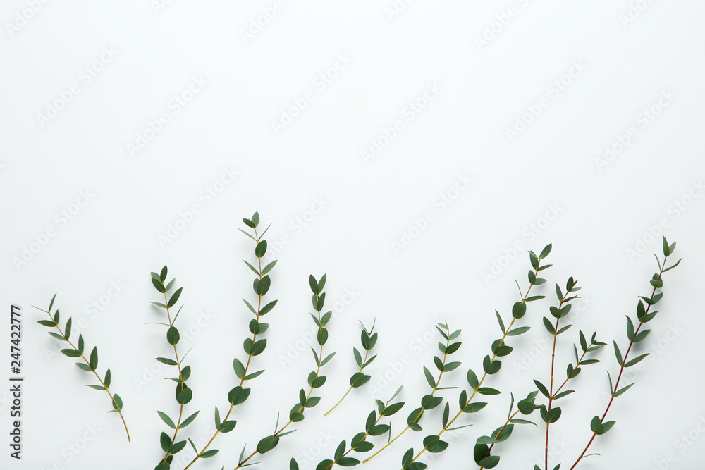 Stems with green leafs on white background