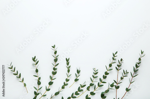 Stems with green leafs on white background