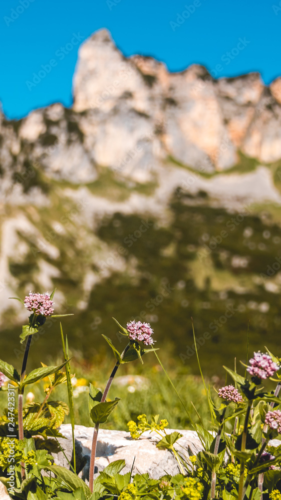 Obraz premium Smartphone HD wallpaper of beautiful alpine view at the Achensee - Maurach - Tyrol - Austria