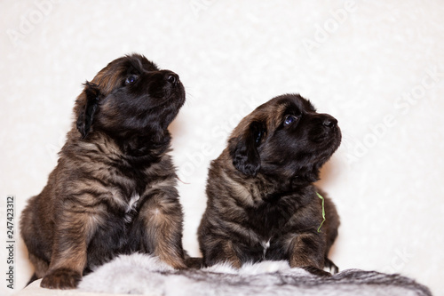 Two leonberger puppy sits at beige background