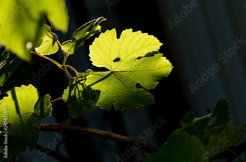 fly sit on  grape leaf in garden at evening sun photo