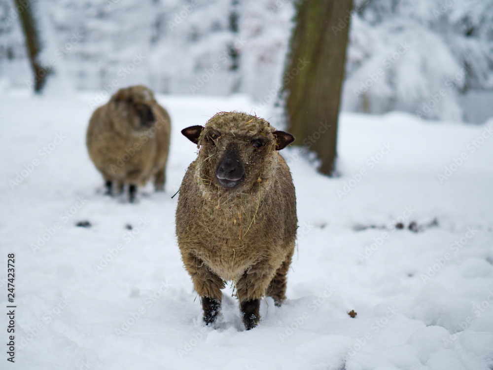 Shropshire Schaf im Schnee Shropshire Schaf im Schnee