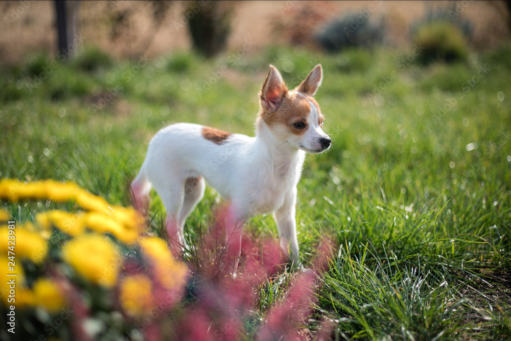  Chihuahua walks on the grass