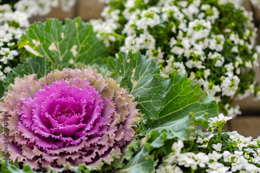 Obraz premium Ornamental cabbage of two colors in the exhibition
