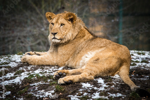 Lion posing for portrait