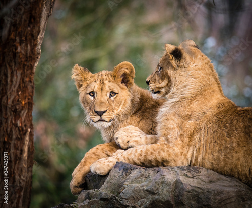 Fototapeta Naklejka Na Ścianę i Meble -  Lion posing for portrait