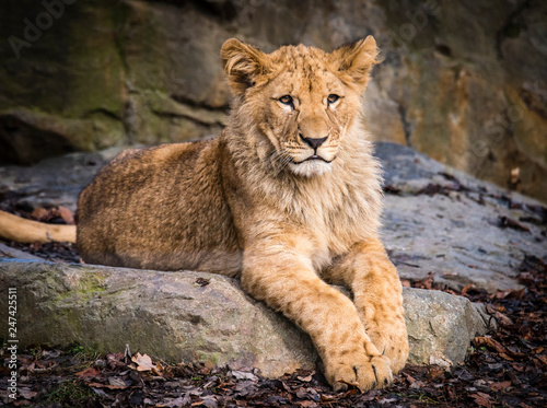 Fototapeta Naklejka Na Ścianę i Meble -  Lion posing for portrait