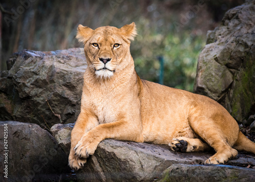Fototapeta Naklejka Na Ścianę i Meble -  Lion posing for portrait