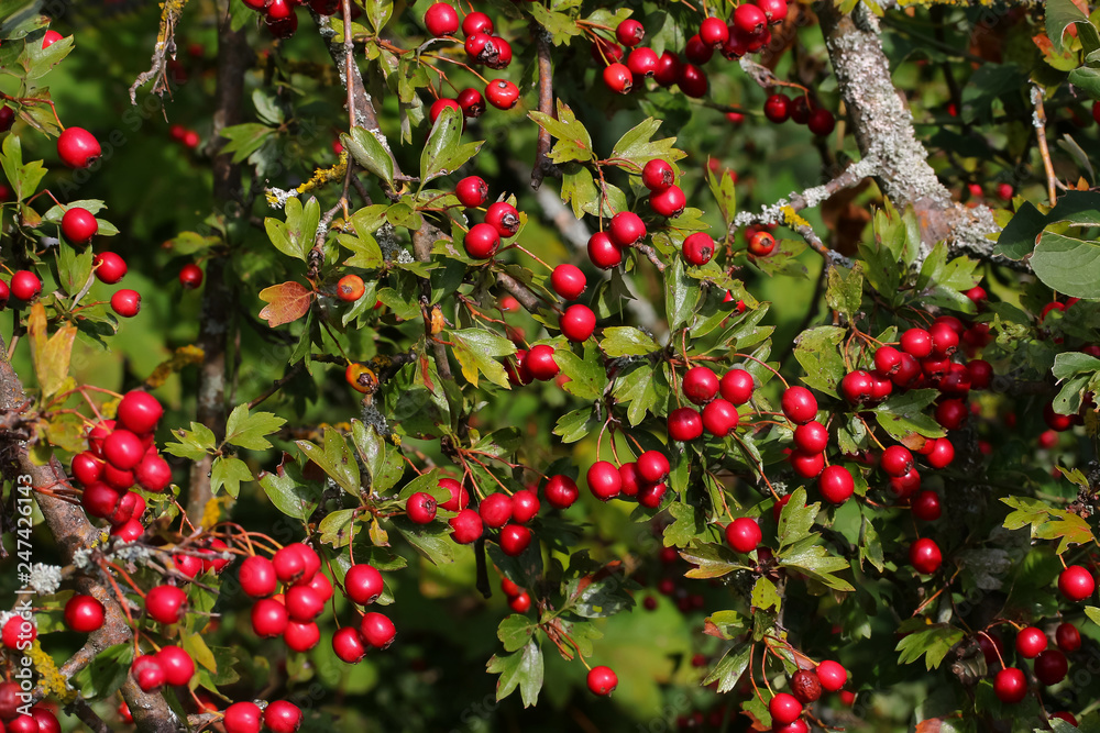 Rote Früchte des Weißdorns, Crataegus monogyna