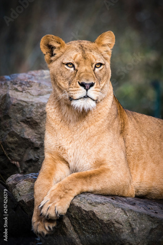 Fototapeta Naklejka Na Ścianę i Meble -  Lion posing for portrait