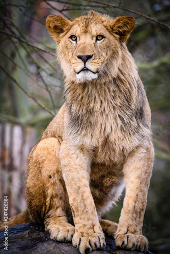 Lion posing for portrait © milanvachal
