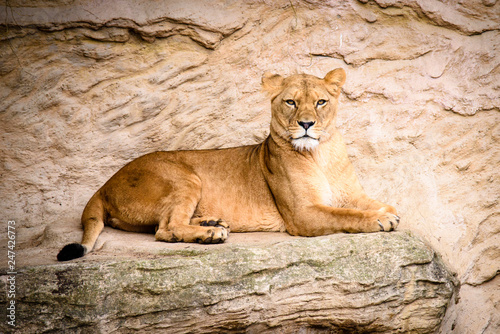 Fototapeta Naklejka Na Ścianę i Meble -  Lion posing for portrait