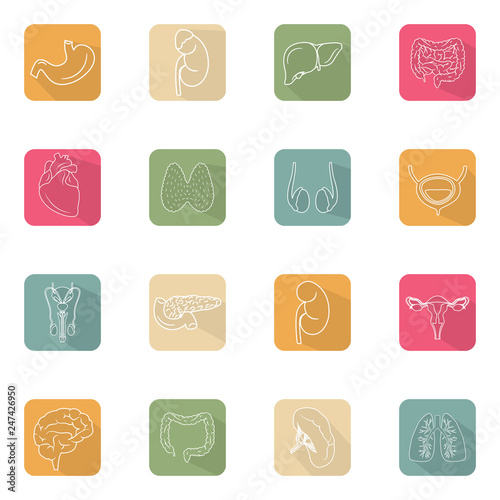 Modern flat icons vector set with long shadow effect in stylish colors of human  organs. Square vector icons of human organs