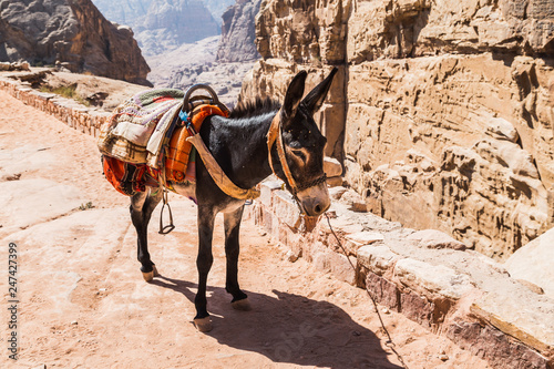 Donkey in Petra Park Jordan