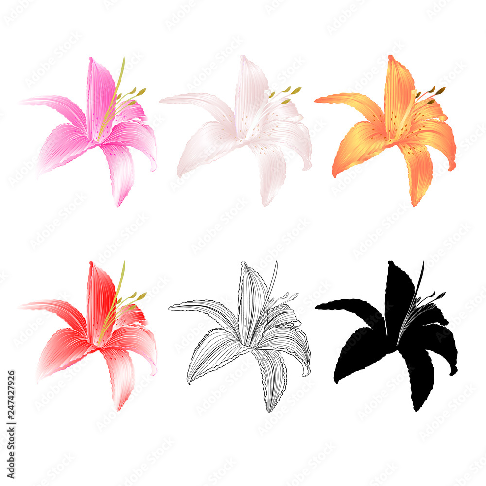 Lily flower four pink white yellow red outline and silhouette Lilium candidum, on a white background  vintage vector illustration editable Hand draw