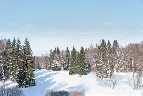 trees on a snow-covered glade in the forest in winter