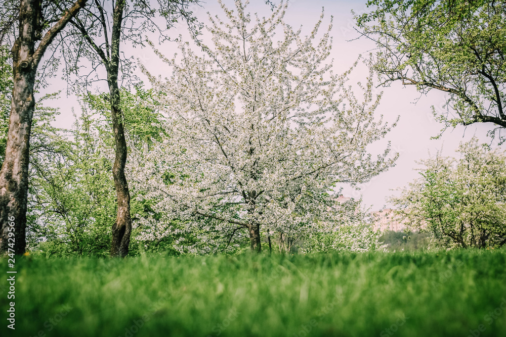 Fototapeta premium spring flowering tree