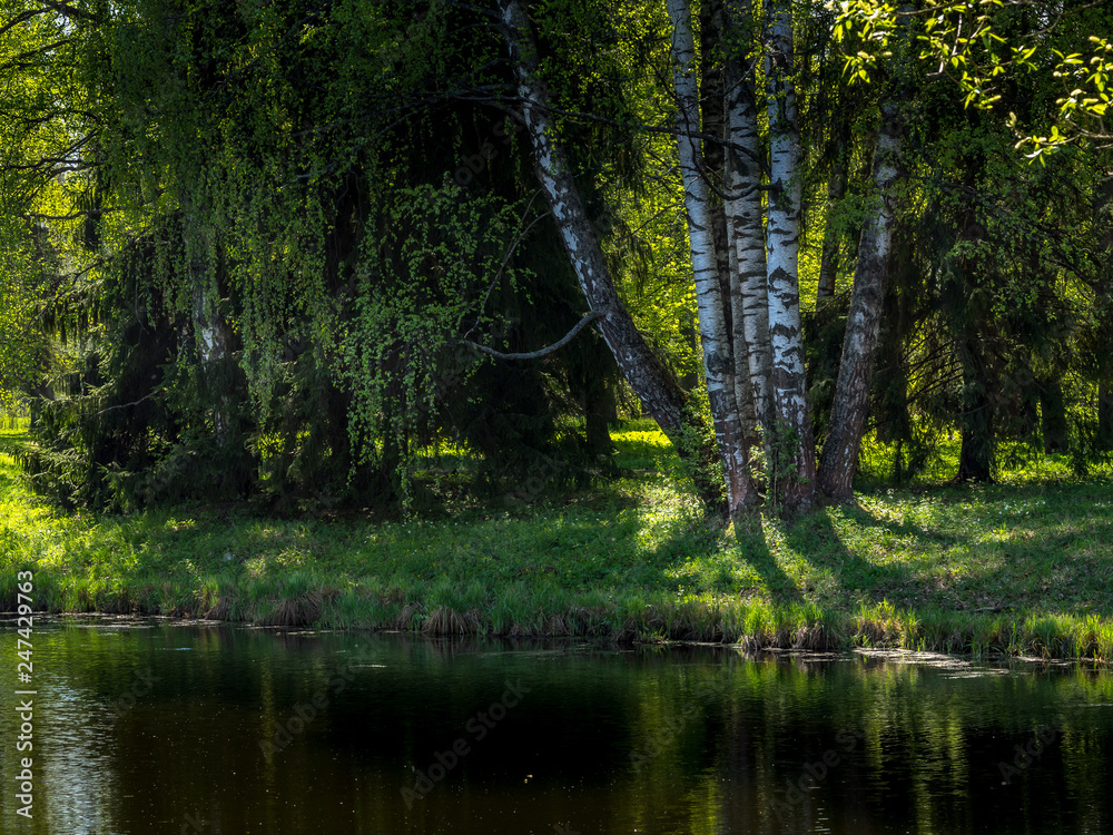 Birches on the shore of a forest lake on a spring day