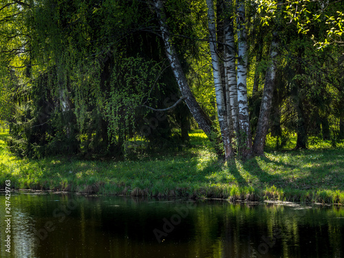 Birches on the shore of a forest lake on a spring day