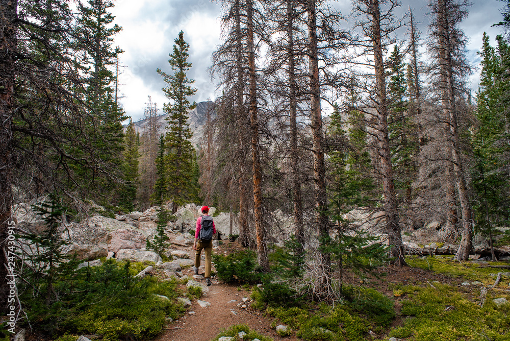 Hiking in the Woods