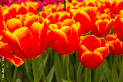 red tulips in the garden