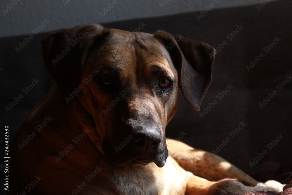FRIDA MIRADA FRIDA MIRADA