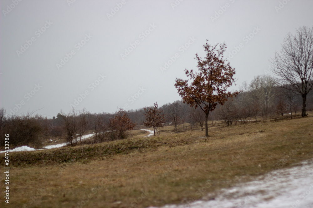 Fototapeta premium trees on grassfield
