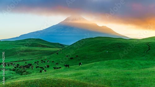sunrise over green grass  cone volcano mt taranaki  new zealand 6