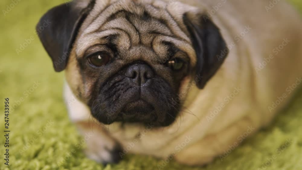 Puppy breed pug resting on the carpet, imitating the grass. Portrait of funny dog Puppy breed pug resting on the carpet, imitating the grass. Portrait of funny dog