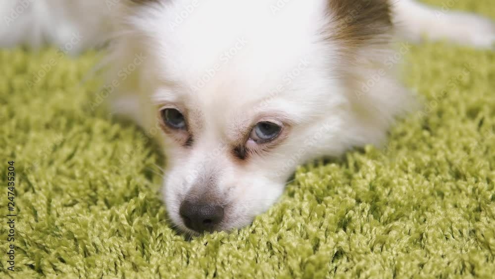 White, fluffy dog breed Spitz resting on the carpet, simulating grass. Portrait of funny dog White, fluffy dog breed Spitz resting on the carpet, simulating grass. Portrait of funny dog