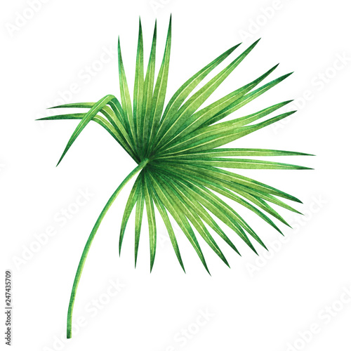Watercolor painting coconut palm leaf green leave isolated on white background.Watercolor hand painted illustration tropical exotic leaf for wallpaper vintage Hawaii style pattern.With clipping path.