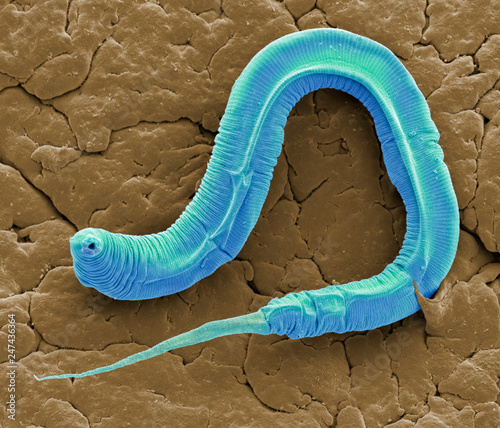 C elegans, SEM photo