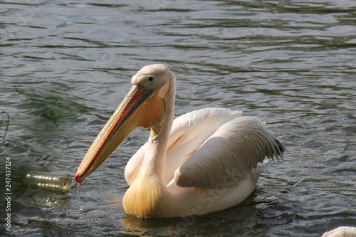 a big pelican macro swimming in the water