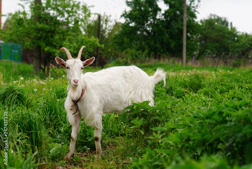 White goat in the garden eating green grass. cattle on green pasture. the animal on the leash is limited. milk goat grazing in the meadow. agriculture