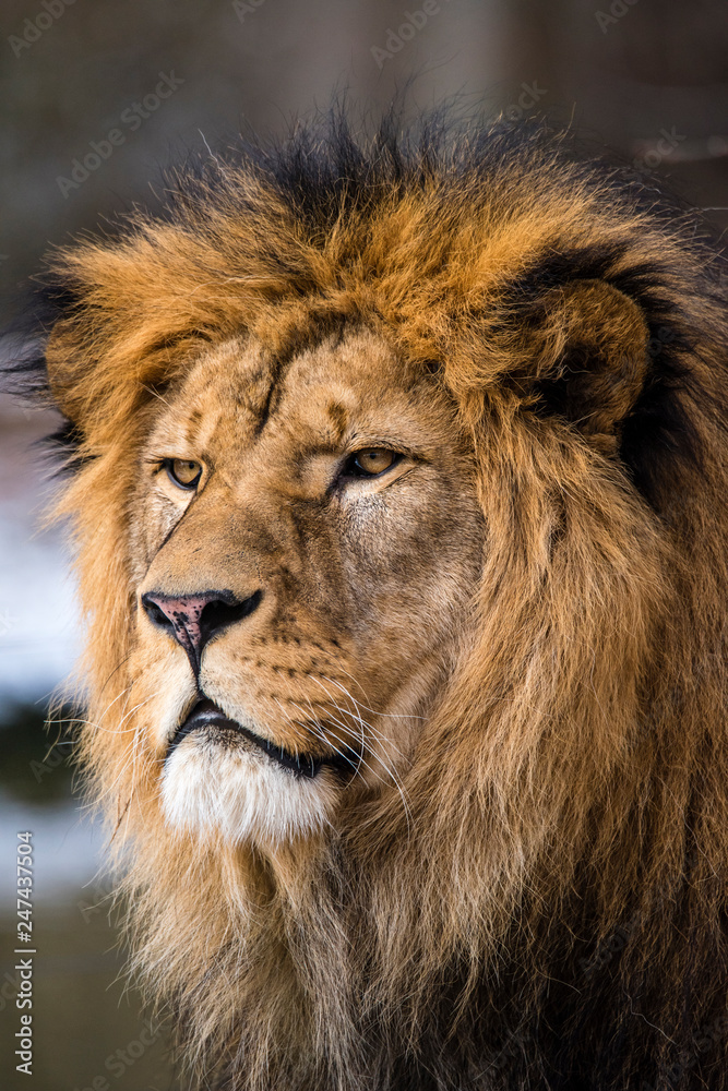 Lion posing for portrait