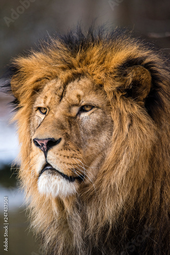 Lion posing for portrait