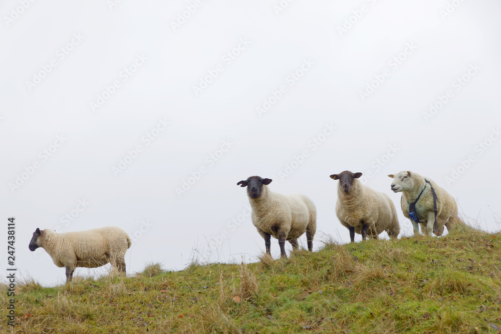 Fototapeta premium Front view of four curious sheeps