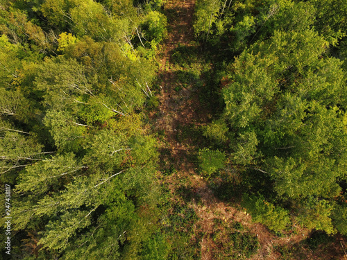 Aerial view of path in boreal forest
