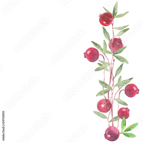 Vertical composition with cranberries on a white background. Watercolor illustration. Perfect for cards, invitations and as a design element.