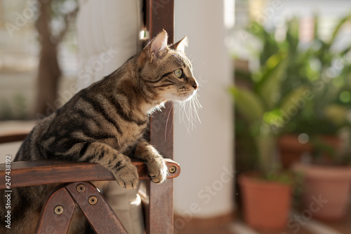 Cute short hair at the garden sittion on a chair outdoors, playing outside on a sunny day photo