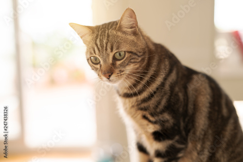 Beautiful short hair cat sitting on white table at home